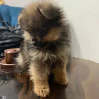 پامرین خرسی|سگ|مشهد, الهیه|دیوار