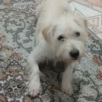 واگذاری سگ شیتزو