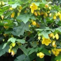 گل آبیتیلون زرد و قرمز و نارنجی و ختمی دورنگ