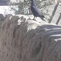 کبوترسالم یک سنگی یک سفید|پرنده|سراوان, |دیوار