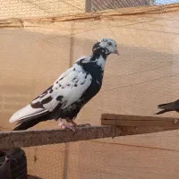 کفتر دم سیاه سینه طوقی