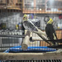 عروس هلندی|پرنده|اصفهان, محمودیه|دیوار