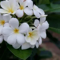 باغ شهری دارای ساختمان ودرخت