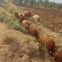 بره کشتاری مناسب نذری
