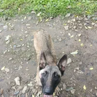 سگ مالینویز|سگ|رحیمآباد, |دیوار