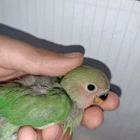 طوطی برزیلی صورت هلویی سرلاکی|پرنده|ارومیه, |دیوار