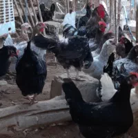 تخم مرغ محلی اصل اصل|خوردنی و آشامیدنی|بوشهر, |دیوار