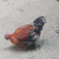 مرغ و خروس|حیوانات مزرعه|بروجرد, |دیوار