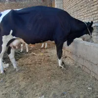 گاو لیبه