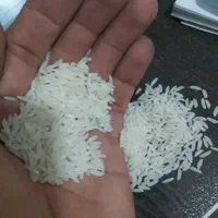 برنج طارم هاشمی درجه ۱ امساله|خوردنی و آشامیدنی|بهشهر, |دیوار