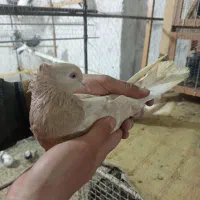 کبوتر کفتر رنگی مناسب|پرنده|مشکین‌دشت, |دیوار