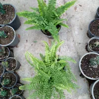 گل گل گل|گل و گیاه طبیعی|رشت, گلباغ نماز|دیوار