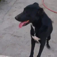 سگ نژاد دار