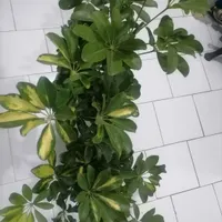 گل شفلرا