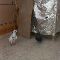 کبوتر|پرنده|سوسنگرد, |دیوار