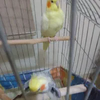 عروس هلندی نر وماده سخنگو|پرنده|تهران, جیحون|دیوار