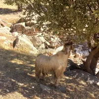 بز نر جوان|حیوانات مزرعه|حمیل, |دیوار