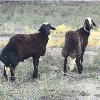 دو عدد بره قوچ ارجینال جنس اخرت|حیوانات مزرعه|سیمین شهر, |دیوار