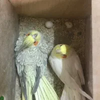 عروس هلندی جفت مولد