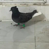 دم سفید و قره سبز آلمانی|پرنده|تربتحیدریه, کلاته توکلی|دیوار