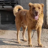 واگذاری سگ سرابی