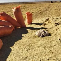 کاه گندم خرمن کوب