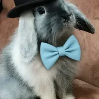 خرگوش لوپ|موش و خرگوش|نجف‌آباد, شهدای غربی|دیوار