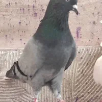 کبوتر