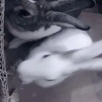 خرگوش|موش و خرگوش|بندر دیر, |دیوار