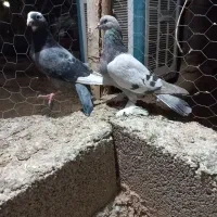 ۵تا کفتر بیگیری دس اولی