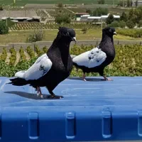 کبوتر کفتر سینه سیاه بازی کن