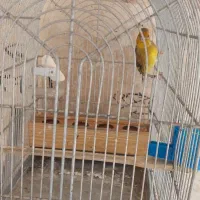 سهره قناری دهن زن|پرنده|شیراز, فرگاز|دیوار