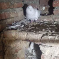 کبوتر|پرنده|خسروشاه, |دیوار