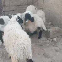 فروش فوری تعدادی گوسفند آبست و بره نر جاق|حیوانات مزرعه|زابل, |دیوار