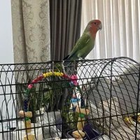 پرنده طوطی برزیلی