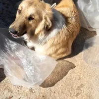 سگ گمشده|حیوانات|شیراز, کفترک|دیوار