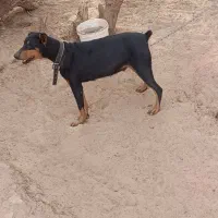 یک ماده دوبرمن فروشی|سگ|ریگان, |دیوار