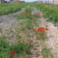 زمین کشاورزی گلخانه زعفران و....|فروش زمین و ملک کلنگی|مشهد, امام رضا (ع)|دیوار