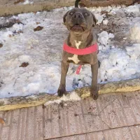 یجفت پیت بول بی‌نظیر|سگ|همدان, |دیوار