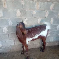 بز پاکستانی درجه یک