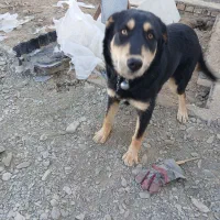 سگ‌گرگی|سگ|شاندیز, |دیوار