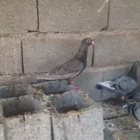 کبوتر|پرنده|برازجان, |دیوار