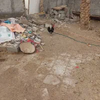 سوسنگرد مرغ وخروس