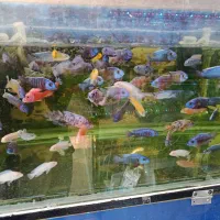 ماهی گوشتخوار