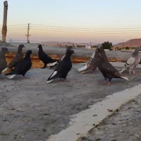 جوجه دم سفیدشعمک تخت