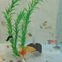 آکواریوم کامل|ماهی|آران و بیدگل, |دیوار