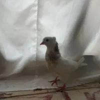 کبوتر طوقی