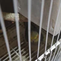 جفت عروس هلندی روی تخم نطفه دار