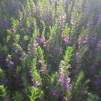 بادرشبی درجه ۱ با عطر و بوی حیاط بخش