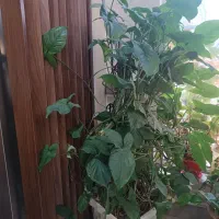 گل طبیعی|گل و گیاه طبیعی|تهران, فرحزاد|دیوار